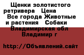 Щенки золотистого ретривера › Цена ­ 15 000 - Все города Животные и растения » Собаки   . Владимирская обл.,Владимир г.